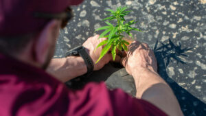 Misbrug af Cannabis - mulige konsekvenser 