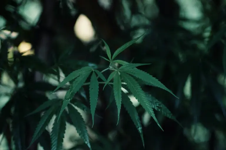 Hvad er hash - fakta om Cannabis